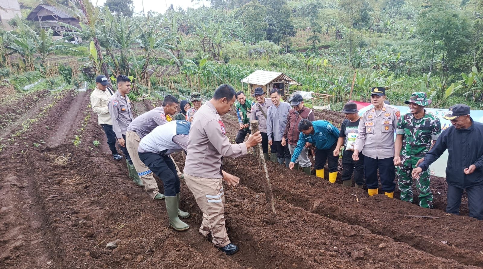 Sinergi Tanam Jagung Serentak: Komitmen Rancakalong Dukung Ketahanan Pangan Nasional