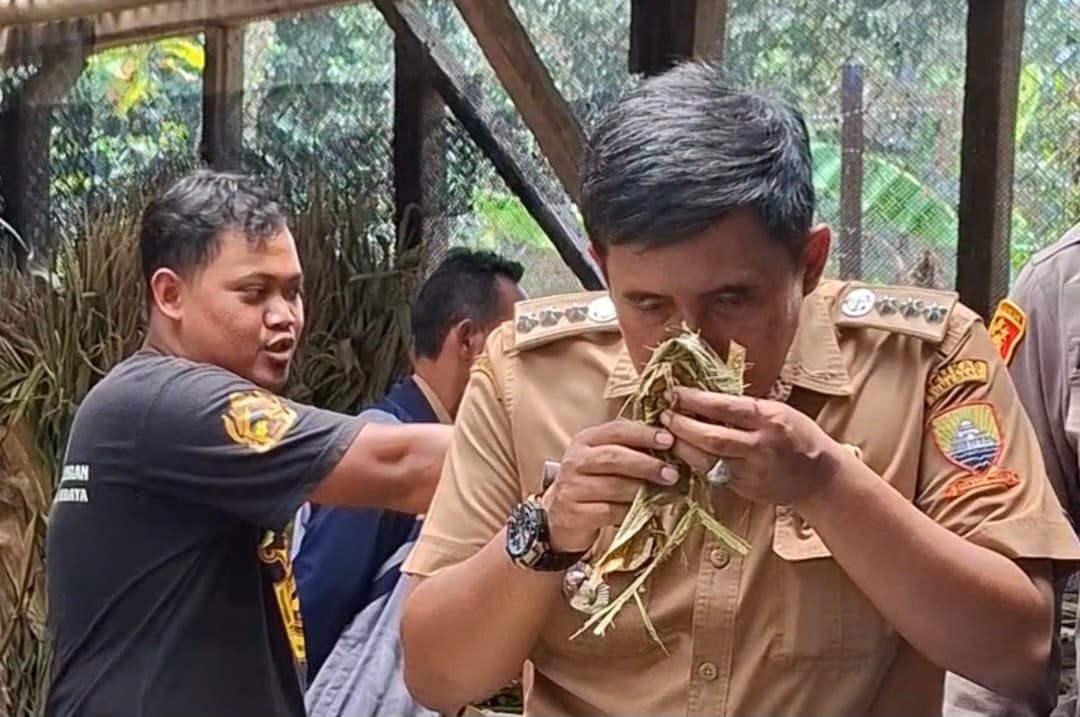 Forkopimcam Rancakalong Dorong Pengembangan Daun Jagung Menjadi Pakan Ternak Bernilai Ekonomis 
