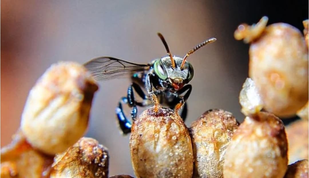 Budidaya Teuweul (Lebah Trigona) Menggerakkan Ekonomi dan Kesehatan Warga Rancakalong