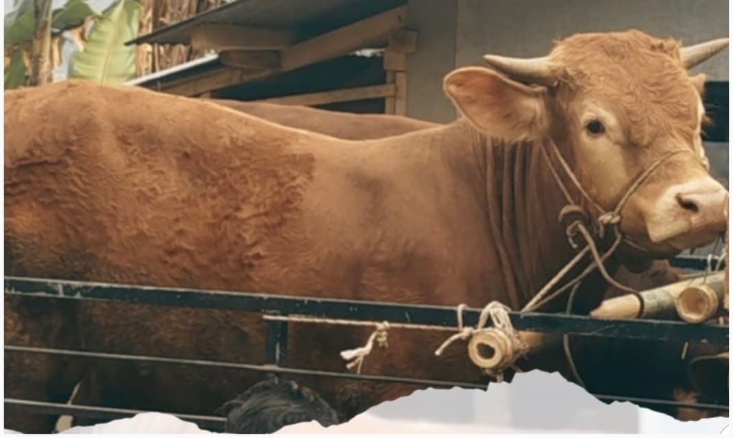 Usaha Penggemukan Sapi di Nagarawangi Siap Penuhi Kebutuhan Kurban 