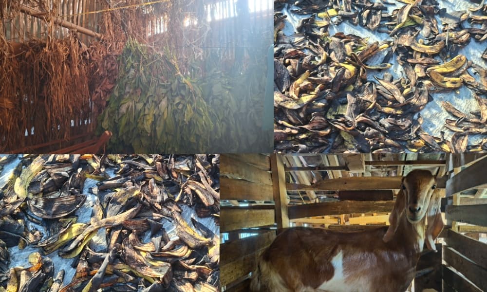 Memanfaatkan Kearifan Lokal, Abah Jangol Olah Pakan Ternak Tradisional untuk Hadapi Musim Kemarau 